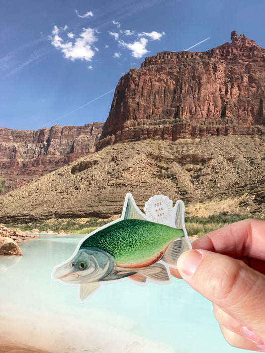 Humpback Chub Sticker